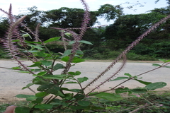 Achyranthes aspera var. rubrofusca